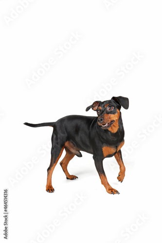happy miniature pinscher isolated on white 