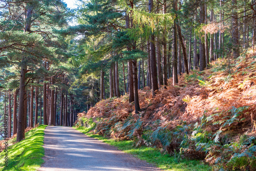 Road passing through a pine tree forest. View from the Derrybawn Woodland hiking trail in Glendalough, Wicklow, Ireland. photo