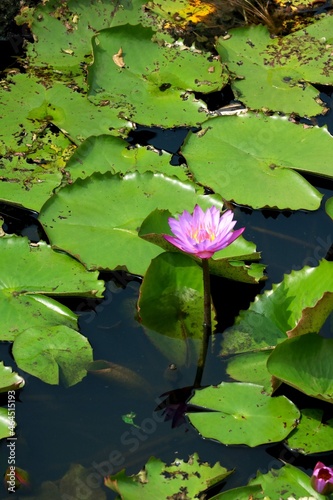 Image of water lily in lake