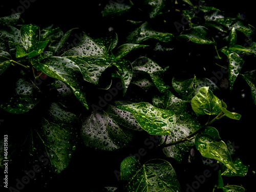 Drops on leaves after rain