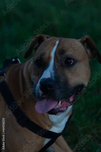 Vertical closeup of American Staffordshire Terrier outdoors. Burnham, North Lincolnshire, England. photo