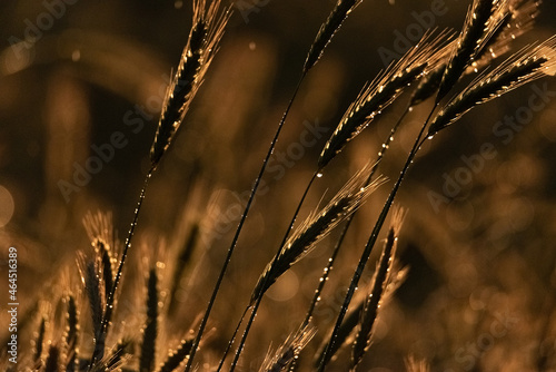Cereal in the field. Close-up of ears of ripening rye. Farming in the countryside. Rural landscape.
