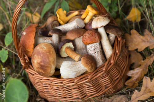 Different edible wild mushrooms in basket close up. Freshly harvested porcini mushrooms in nature in autumn forest