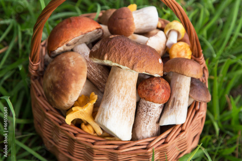 Different wild mushrooms close up, macro. Freshly harvested edible porcini mushrooms in wicker basket in nature in green grass close up