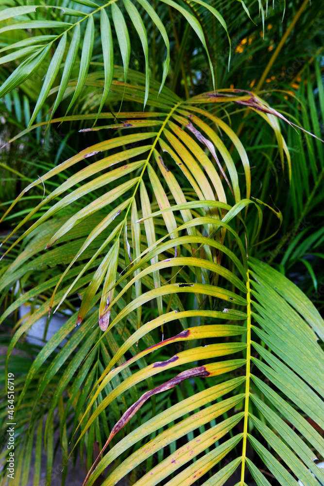 Naklejka premium palm tree leaf