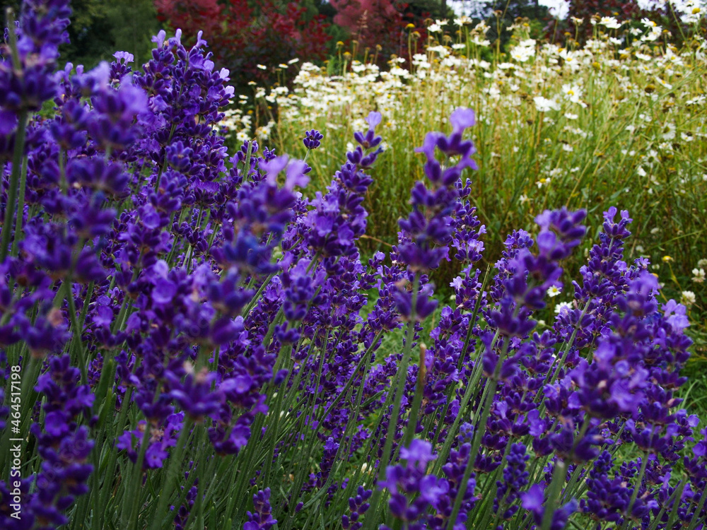 Naklejka premium Lavender