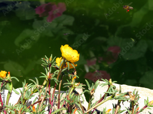 Yellow flower on a background of green water