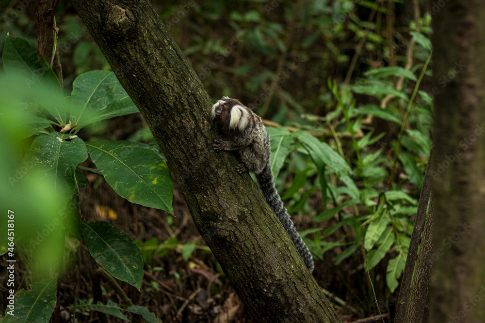 Obraz premium Mico Estrela