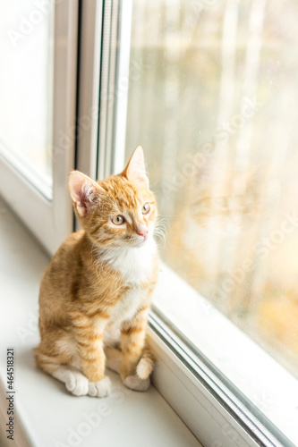 Cat with ginger fur is sitting on window