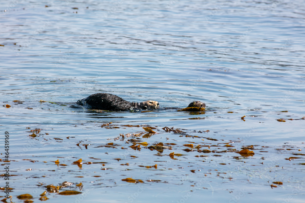 California Sea Otters Wrap themselves in Kelp to Anchor itself from the Current California Sea Otters Wrap themselves in Kelp to Anchor itself from the Current