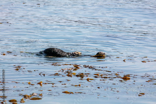  California Sea Otters Wrap themselves in Kelp to Anchor itself from the Current
