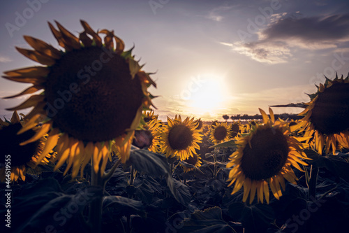 sunflower field at sunset