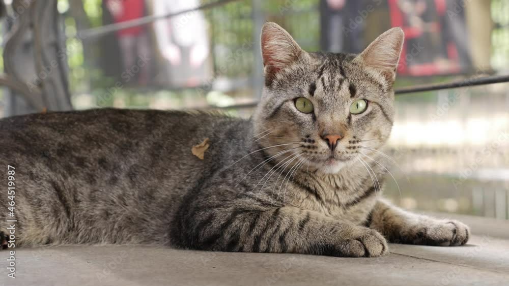 Homeless multicolored cat sits outside. Concept of stray animals Homeless multicolored cat sits outside. Concept of stray animals