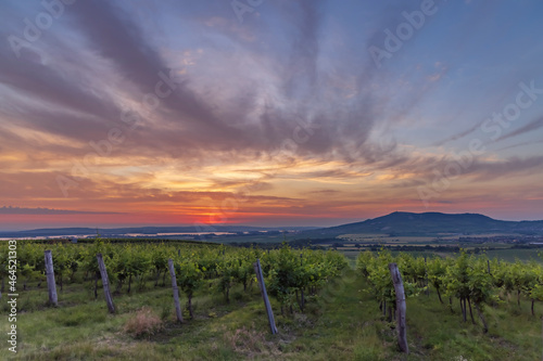 Sunrise in vineyards under Palava  Southern Moravia  Czech Republic