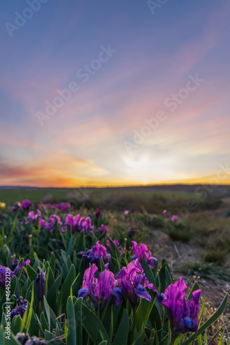 Dwarf iris in Pusty kopec u Konic near Znojmo  Southern Moravia  Czech Republic