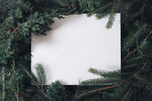 cristmas fir tree with copy space photo