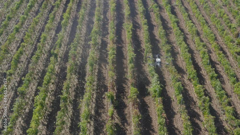Drone Spraying over Field of Vine Digital Industrialization modern Technology Future of Agriculture Innovation Methods Drone Spraying over Field of Vine Digital Industrialization modern Technology Future of Agriculture Innovation Methods