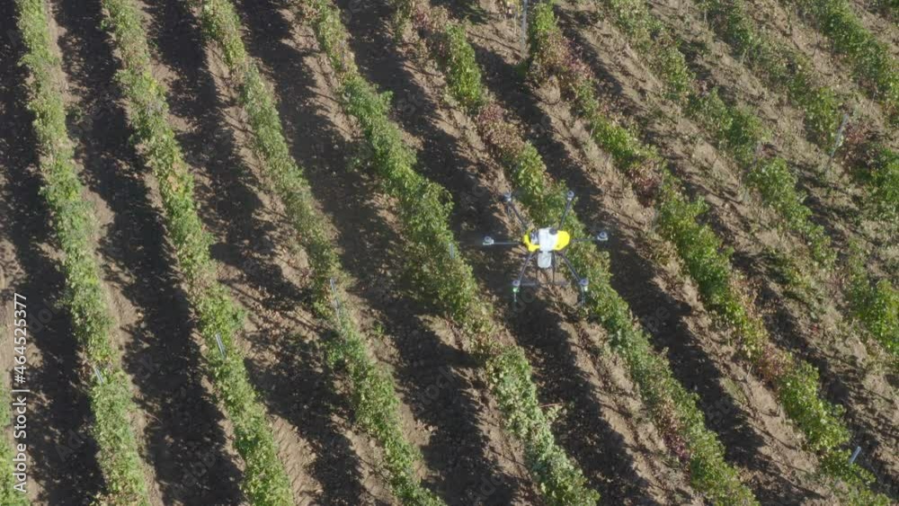Drone Spraying over Field of Vine Digital Industrialization modern Technology Future of Agriculture Innovation Methods Drone Spraying over Field of Vine Digital Industrialization modern Technology Future of Agriculture Innovation Methods