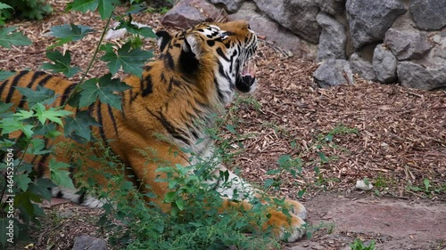 Siberian tiger yawning slow motion