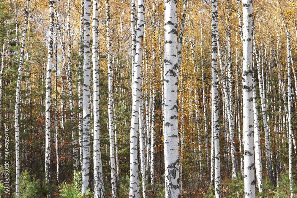 beautiful scene with birches in yellow autumn birch forest in october among other birches in birch grove beautiful scene with birches in yellow autumn birch forest in october among other birches in birch grove