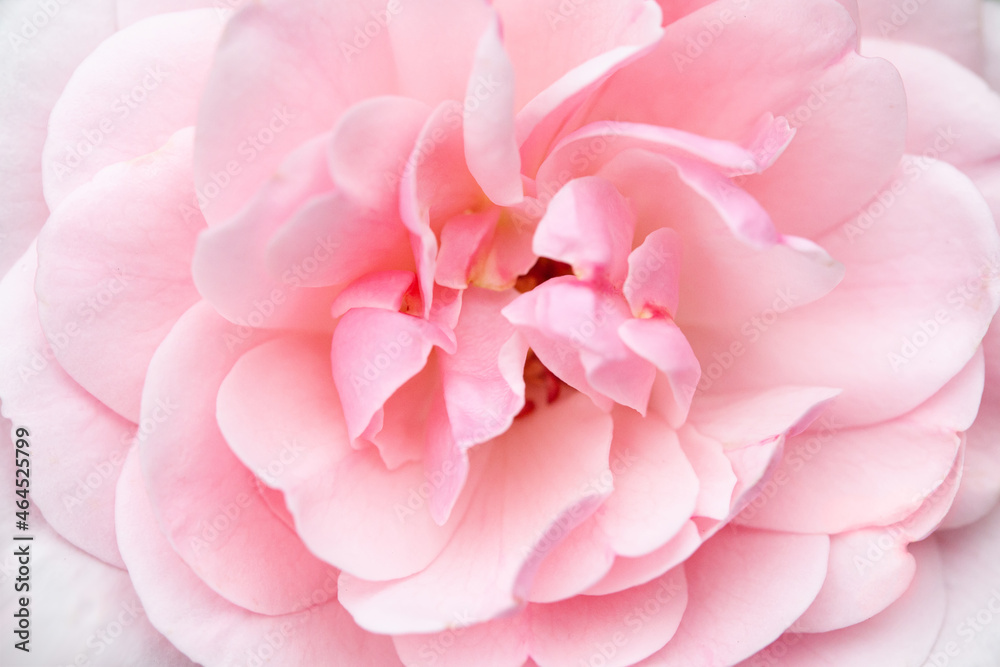 Petals of a pink rose, close-up. Pink flower background