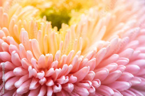 Pink and yellow aster petals close-up. Abstract floral background