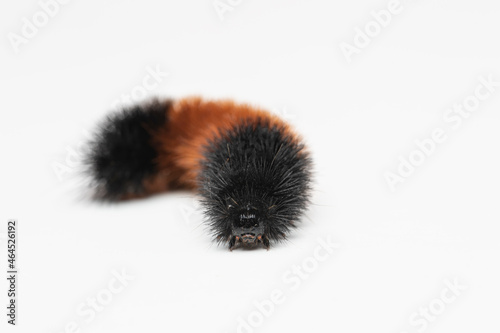 Close up of the head of a woolly bear caterpillar