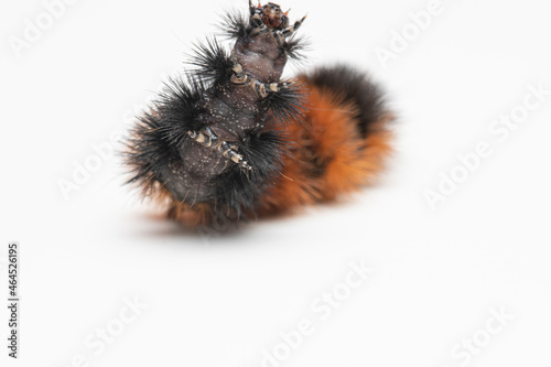 Close up of the under side of a woolly bear caterpillar