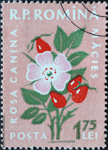 Romania - Circa 1959: a postage stamp printed in the Romania showing flowering flora from Romania: Rosa canina