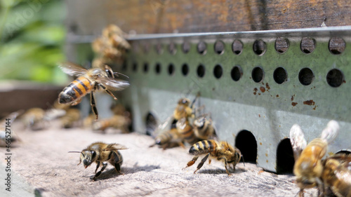 Activité de butinage , vol , atterrissage d'abeille sur l'entrée de ruche