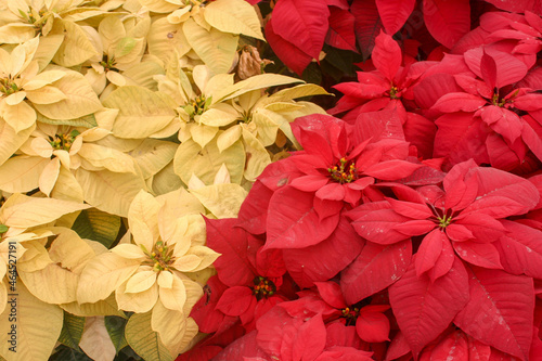 Red and White Christmas Poinsettias Ready for the the Holiday Christmas Season