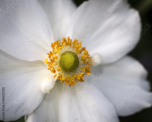 Closeup shot of a wildflower Anemone photo