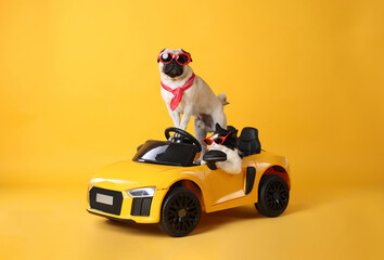 Funny pug dog and cat with sunglasses in toy car on yellow background