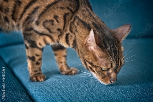 Curious bengal cat sniffing at the sofa. Horizontal image with selective focus. photo