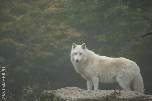 Loup blanc