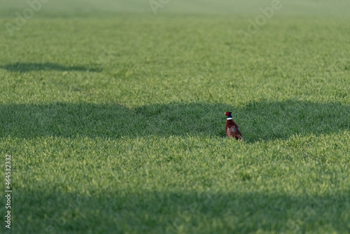 Colorful pheasant on green spring grass. A wild bird running across the field.
