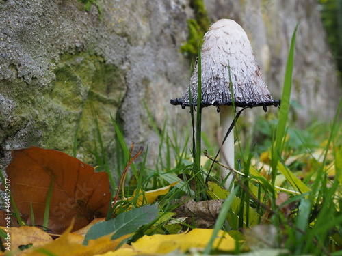 HORROR MUSHROOM (COPRINUS COMATUS) IN A MEADOW WITH COLORFUL AUTUMN LEAVES