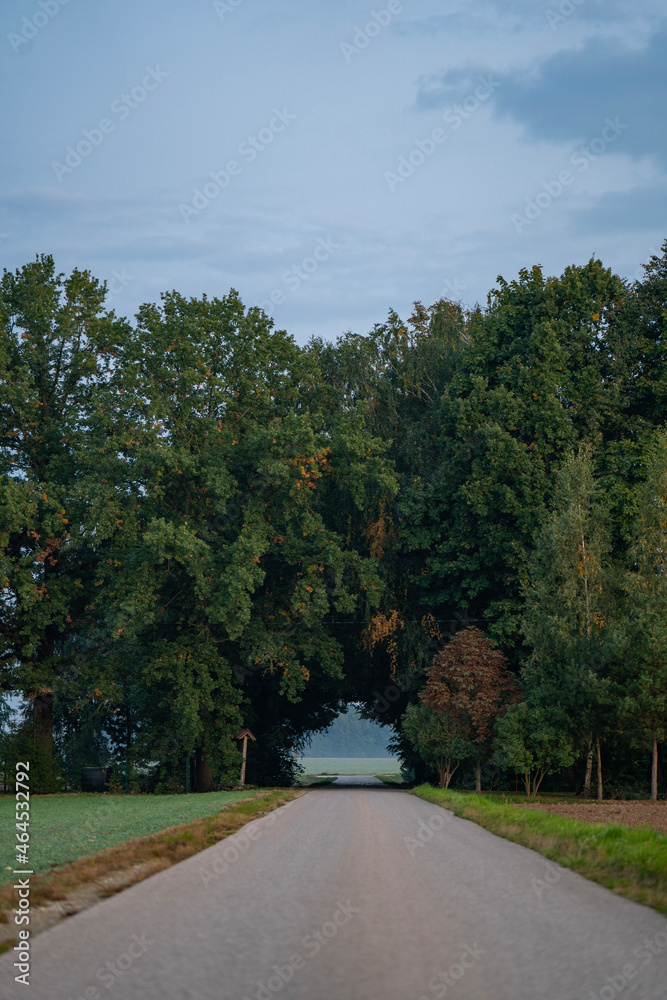 road in the woods