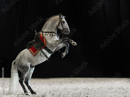Papier peint A gray thoroughbred stallion with a long mane and tail stands on its hind legs