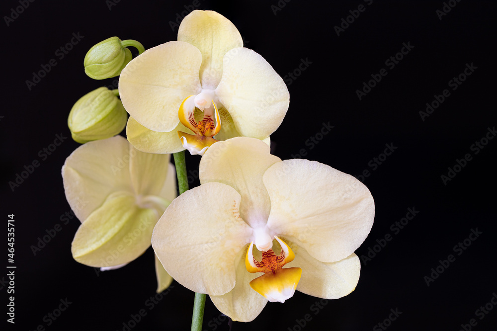 Fototapeta premium Light yellow orchid with a black background