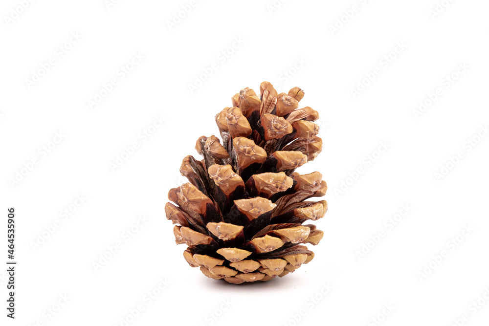 Pine cones isolated on a white background, photography Pine cones isolated on a white background, photography