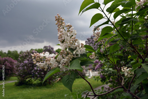 Lilac trees in the garden in Moscow