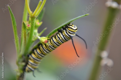 Oruga de mariposa monarca © Sandra