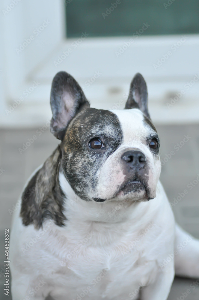 dog or french bulldog, French bulldog