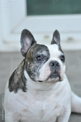 dog or french bulldog, French bulldog © jobrestful