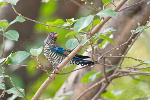 cuckoo birds perching and feeding photo