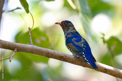 cuckoo birds perching and feeding photo