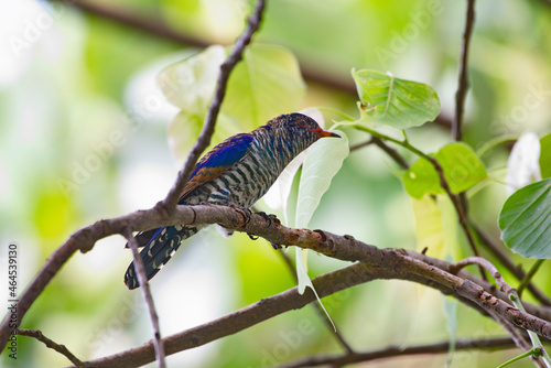 cuckoo birds perching and feeding photo