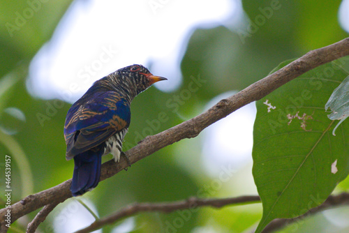 cuckoo birds perching and feeding photo