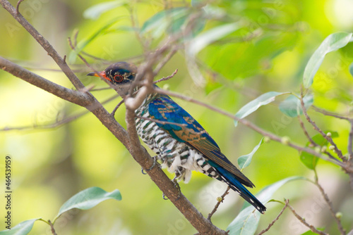 cuckoo birds perching and feeding photo